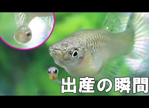 孔雀魚生產的瞬間【チャーム】グッピー出産の瞬間！！　卵胎生　ブルーグラスの繁殖 Bleeding　稚魚産仔シーン