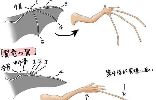 如果人的骨骼像其他動物