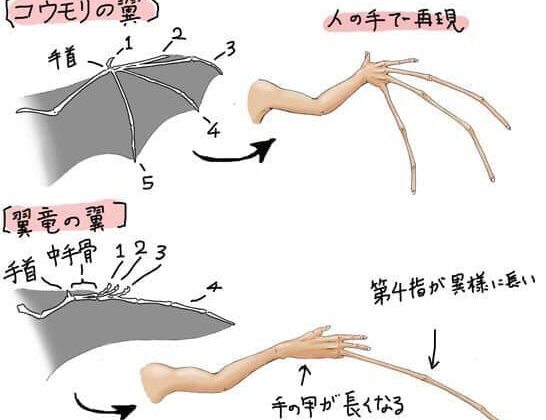 如果人的骨骼像其他動物