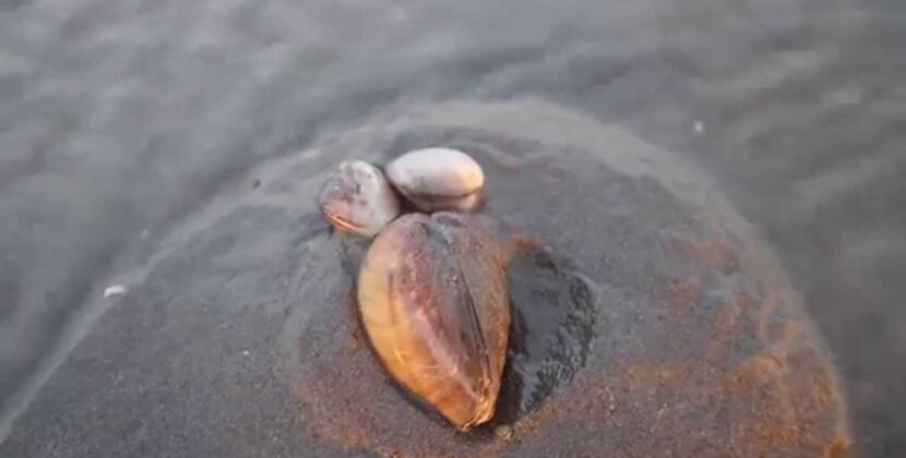 蛤蜊/蛤蠣是怎麼鑽回沙裡的 How a clam dig itself into sand