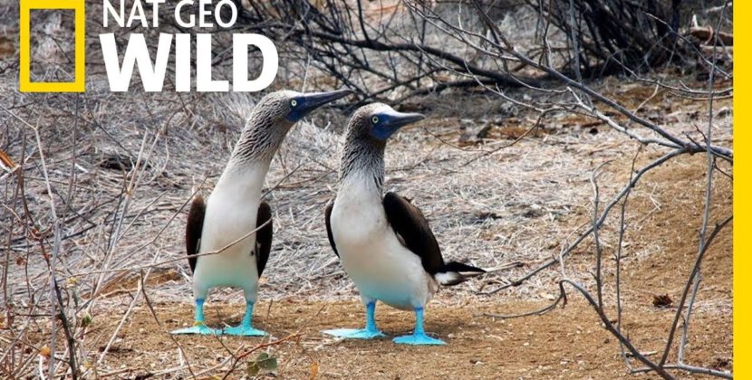 藍臉鰹鳥求偶舞 The Blue Footed Boobies Mating Dance | Wild Love